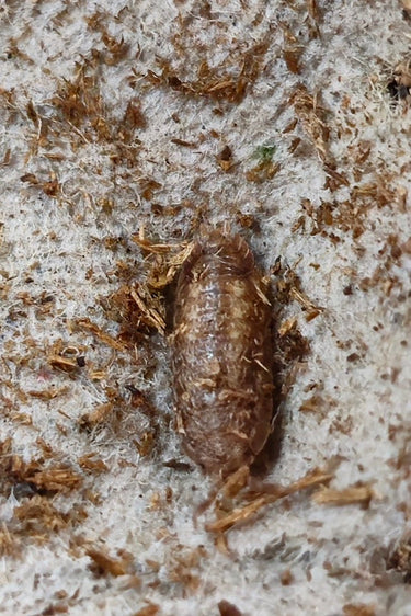 Porcellio Scitus Isopods